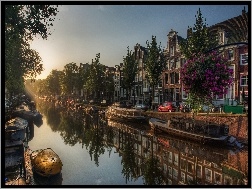Drzewa, Barki, Kanał, Amsterdam, Domy